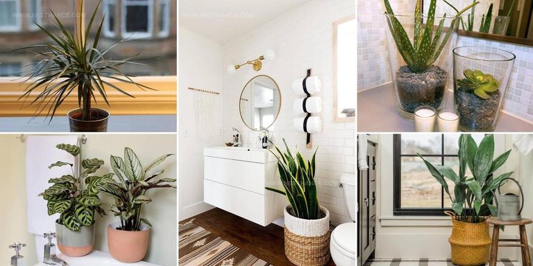 4862491 Moisture Loving Bathroom Plant Ideas