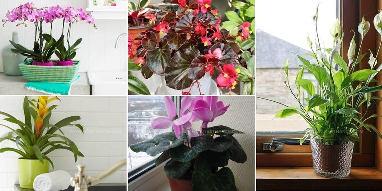 5561239 Bathroom Flowering Houseplant Ideas