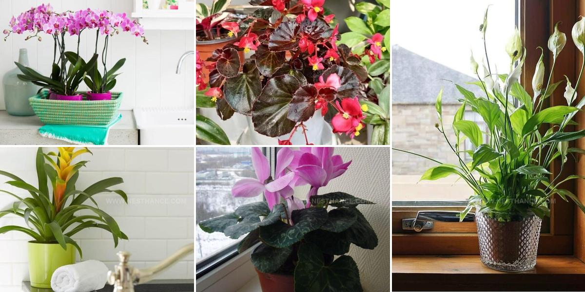 5561239 Bathroom Flowering Houseplant Ideas