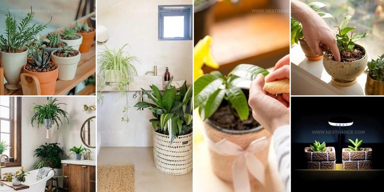 4598486 Bathroom Plant Care Tips