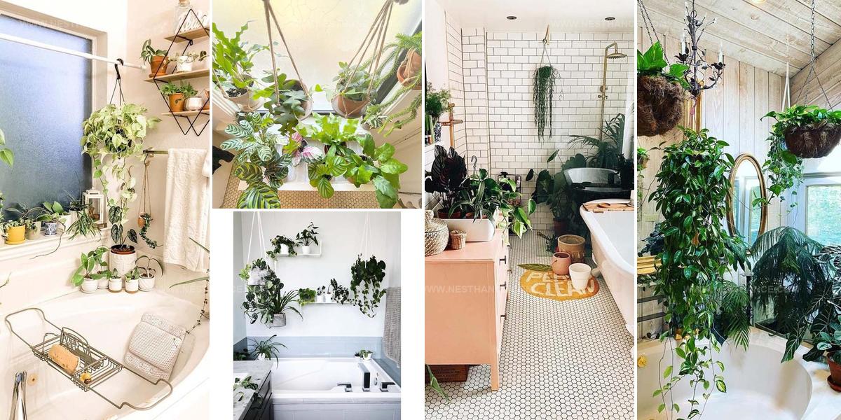 6288542 Bathroom Hanging Plant Ideas