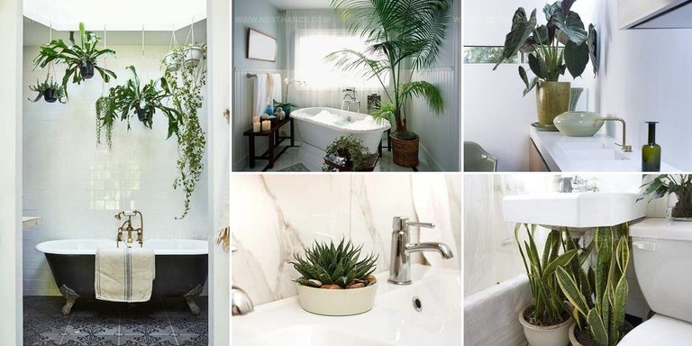 1735619 Bathroom Indoor Plant Ideas