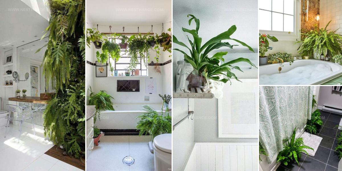 5824130 Ferns in Bathroom Pictures