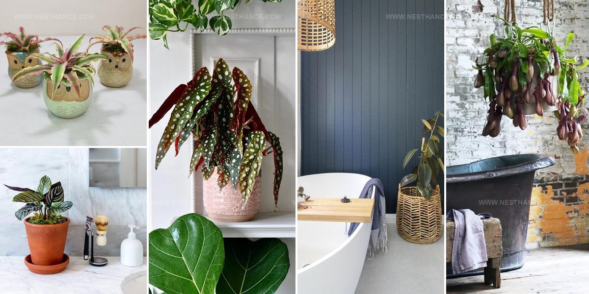 3232827 Bathroom Shower Plant Ideas