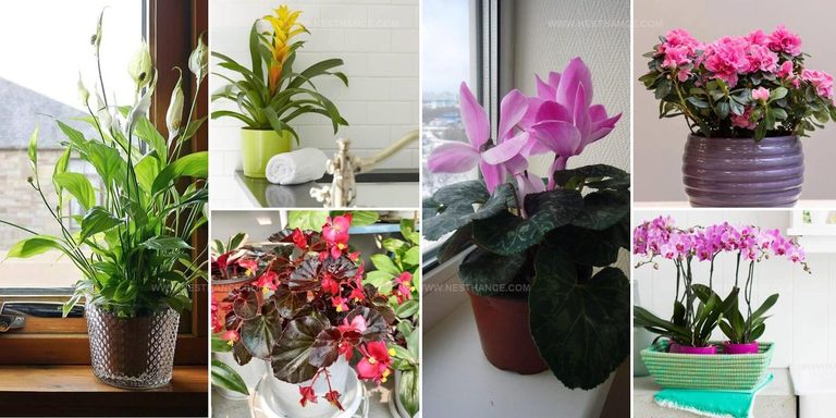 1909834 Flowering Bathroom Houseplant Ideas