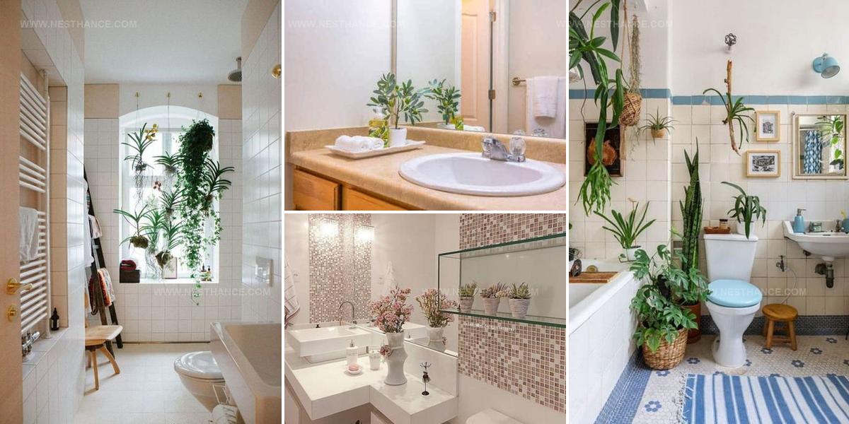 3738183 Bathroom Vanity Plant Ideas