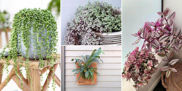 8312361 Trailing Bathroom Houseplant Ideas