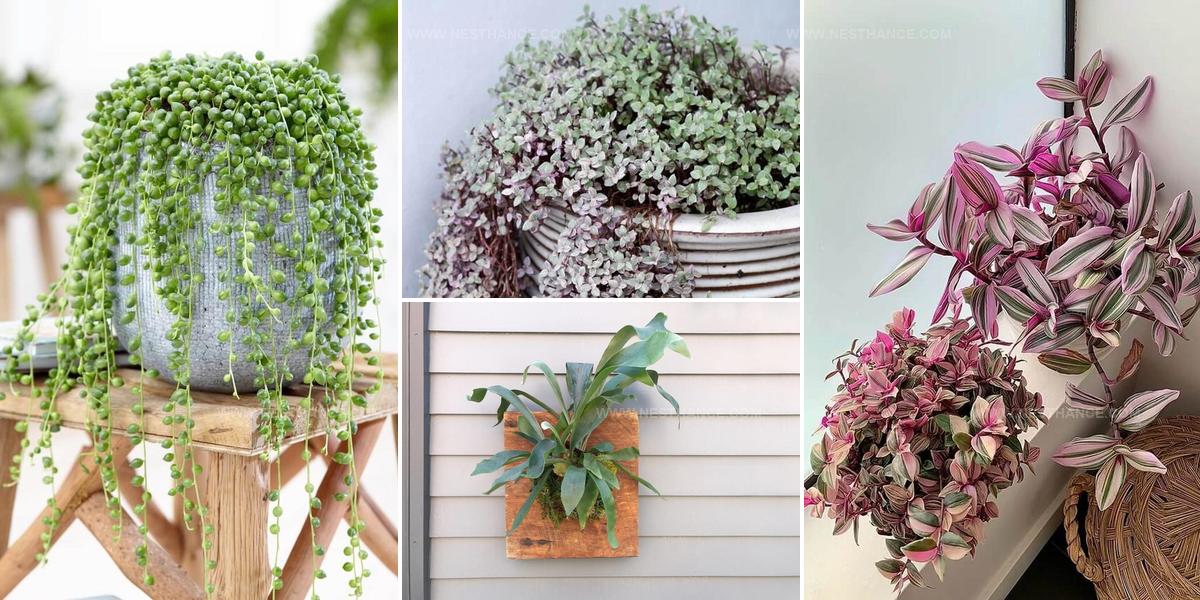 8312361 Trailing Bathroom Houseplant Ideas