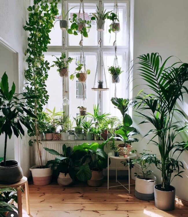 Hanging Plant Paradise Corner