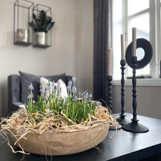 Muscari Blooms in Rustic Bowl Display