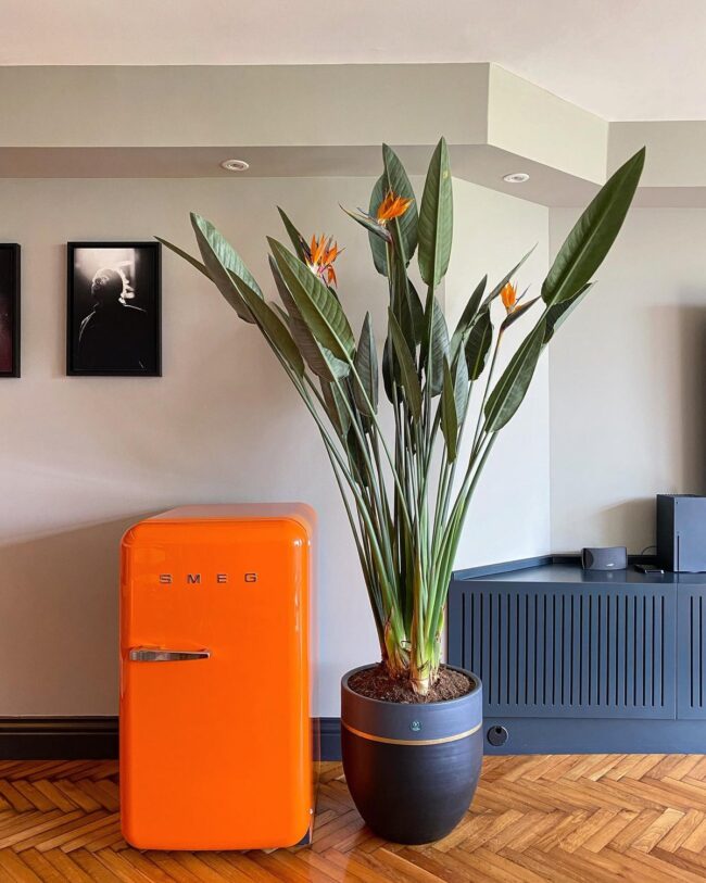 Modern Kitchen Plant Accent