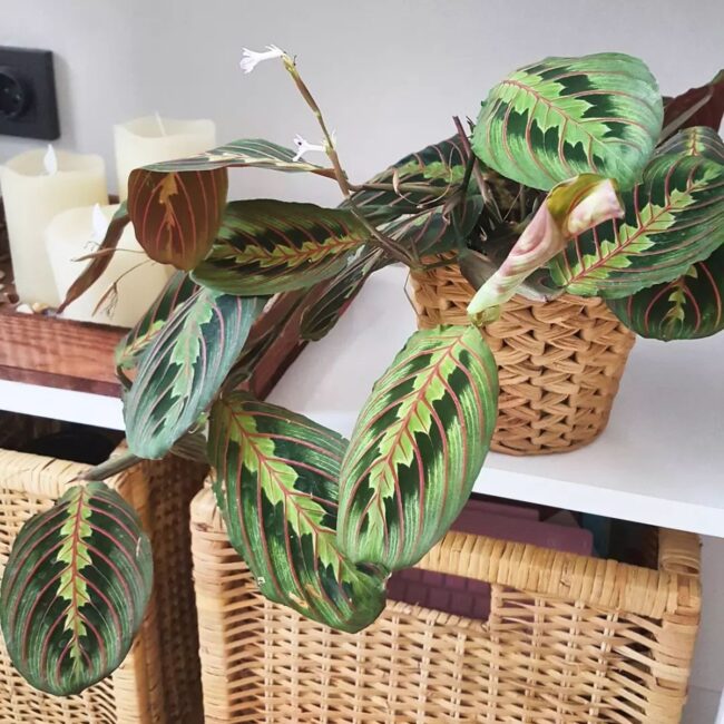 Fern Basket for Indoor Decor