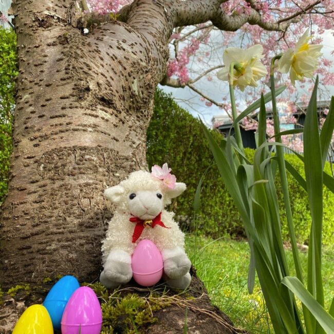 Cherry Blossom Spring Display with Lambs