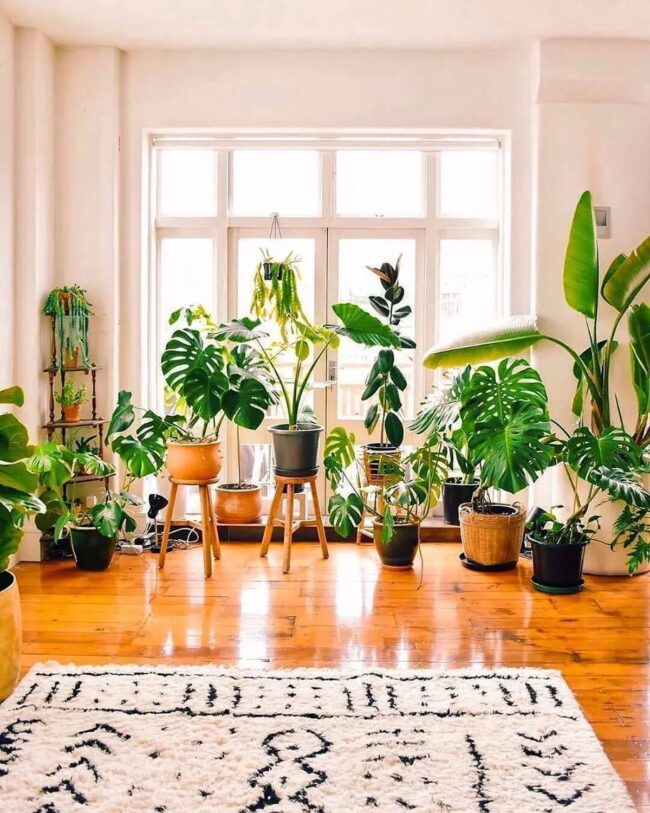 Sun-Kissed Plant Sanctuary