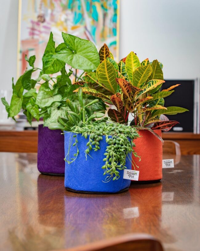 Selecting the Perfect Houseplants for Different Rooms