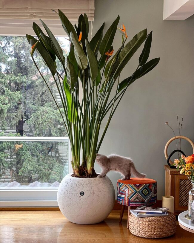 Nature-Inspired Living Room Vibes