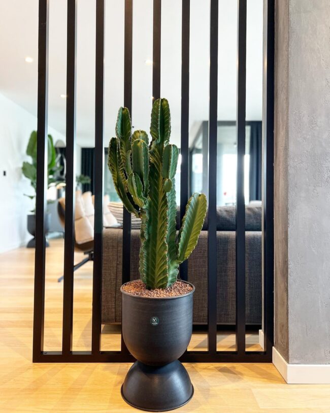Minimal Cactus Display