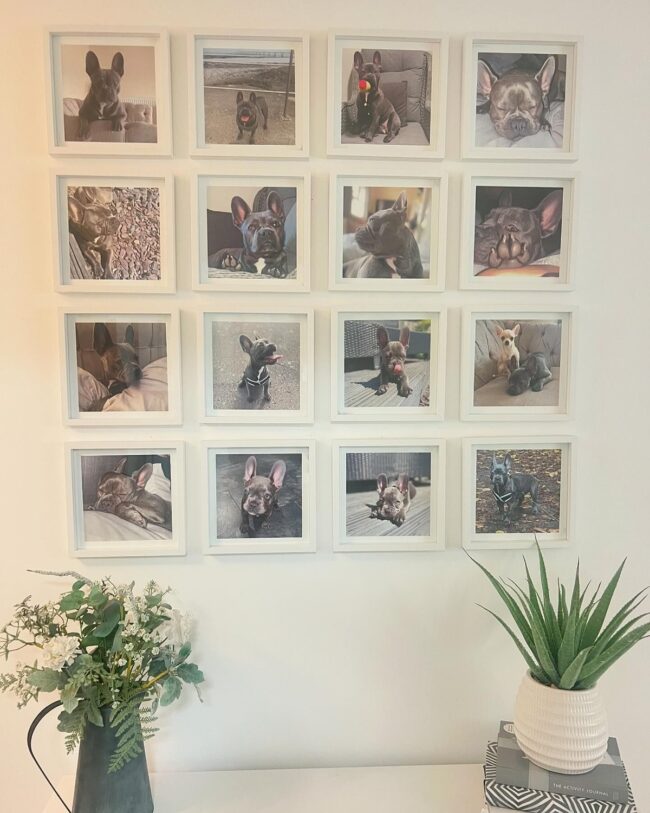 Pet-Themed Picture Wall
