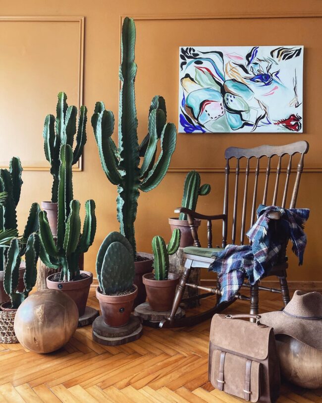 Cactus Corner with a Southwest Touch