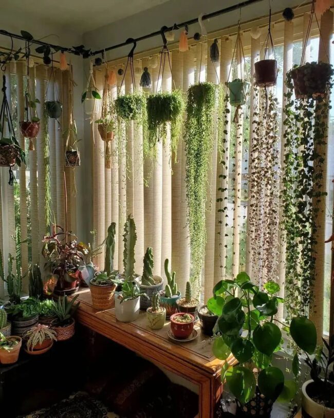 Sun-Drenched Plant Room