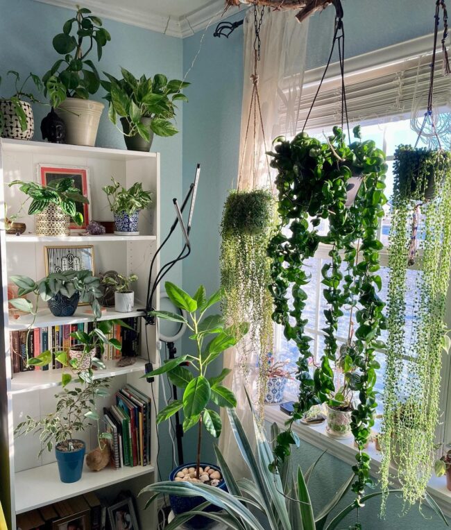 Window Hanging Garden